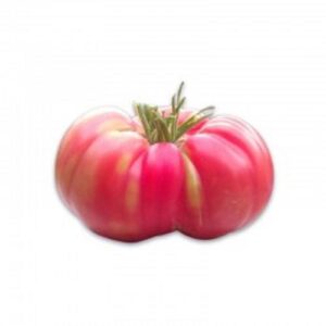 Tomate CHOEROKE kgr