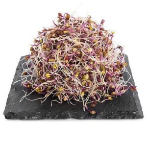 Brote de lombarda 80 gr