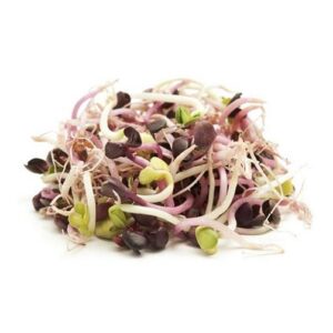 Brotes de Rabano germinado
