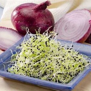 Brotes de cebolla 