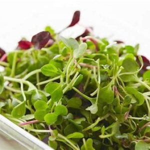 Brotes de puerro germinado 