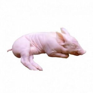 Lechon cong  3/4  kgr Segovia