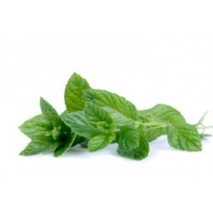 Menta fresca 