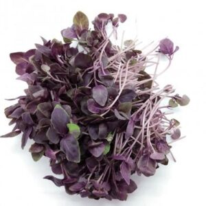 Micro brotes de albahaca morada 50 gr