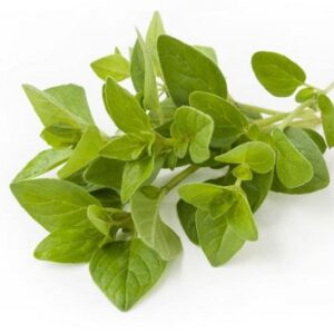 Oregano fresco bandeja