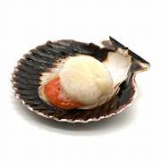 Vieira ZAMBURRIÑA 20/30 Medias concha