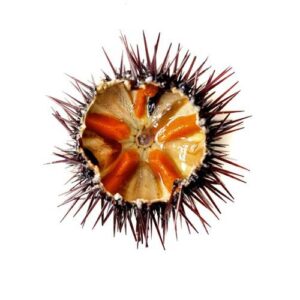 Yemas de erizo 90 gr