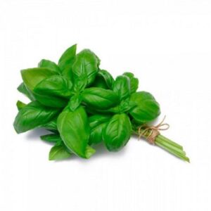 Albahaca kgr