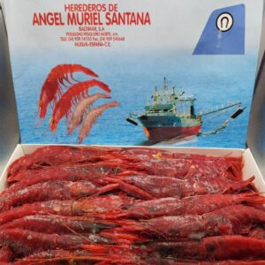 Gamba roja Senegal k  PESAR  ***