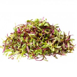 Micro brotes de rabano purpura 100 gr 